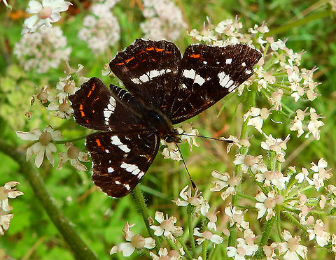 Map- Araschnia levana Kasteel van Horst (July, 2019).  Araschnia levana,Belgium,Geotagged,Map,Summer
