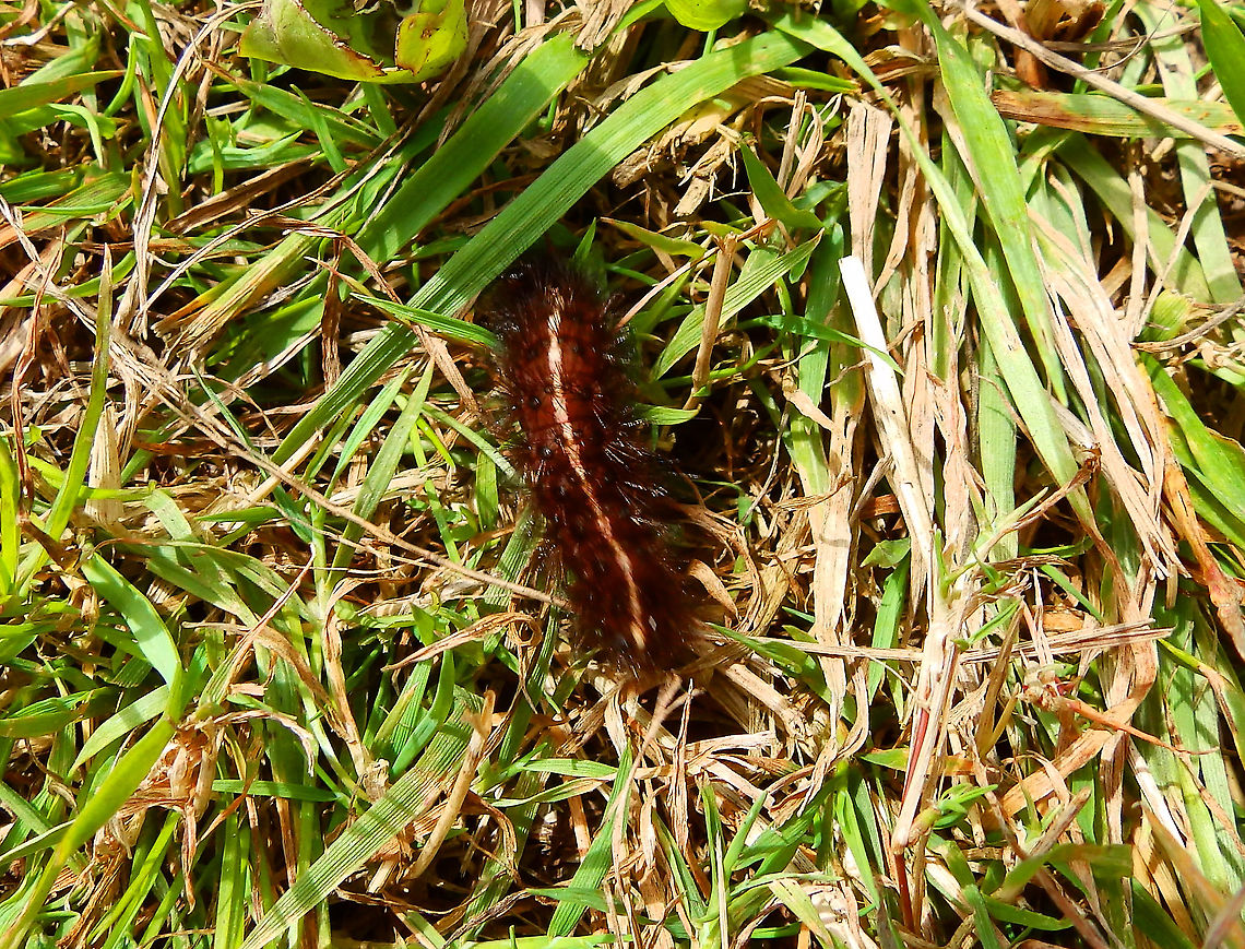 White Ermine ID based on;<br />
<a href="http://www.wildlifeinsight.com/british-moths/white-ermine-moth-and-caterpillar-spilosoma-lubricipeda/" rel="nofollow">http://www.wildlifeinsight.com/british-moths/white-ermine-moth-and-caterpillar-spilosoma-lubricipeda/</a><br />
<a href="http://www.pyrgus.de/Spilosoma_lubricipeda_en.html" rel="nofollow">http://www.pyrgus.de/Spilosoma_lubricipeda_en.html</a><br />
<br />
It also has similarities to the caterpillar of Spilosoma urticae;<br />
<a href="https://www.vlinderstichting.nl/vlinders/overzicht-vlinders/galerij-vlinder/?&amp;vlinder=501&amp;fase=rups" rel="nofollow">https://www.vlinderstichting.nl/vlinders/overzicht-vlinders/galerij-vlinder/?&amp;vlinder=501&amp;fase=rups</a><br />
<br />
but I think is more alike S. lubricipeda.<br />
<br />
Seen in Kasteel van Horst (July, 2019).  Belgium,Geotagged,Spilosoma lubricipeda,Summer,White Ermine