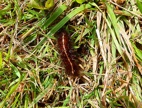 White Ermine ID based on;
http://www.wildlifeinsight.com/british-moths/white-ermine-moth-and-caterpillar-spilosoma-lubricipeda/
http://www.pyrgus.de/Spilosoma_lubricipeda_en.html

It also has similarities to the caterpillar of Spilosoma urticae;
https://www.vlinderstichting.nl/vlinders/overzicht-vlinders/galerij-vlinder/?&vlinder=501&fase=rups

but I think is more alike S. lubricipeda.

Seen in Kasteel van Horst (July, 2019).  Belgium,Geotagged,Spilosoma lubricipeda,Summer,White Ermine
