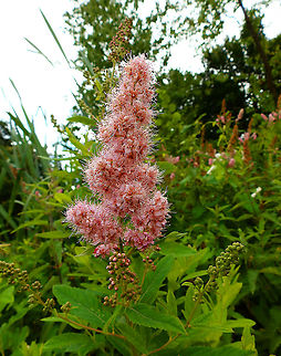Hardhack steeplebush- Spiraea douglasii Ornamental in the gardens of Kasteel van Horst (July, 2019).  Belgium,Geotagged,Hardhack steeplebush,Spiraea douglasii,Summer