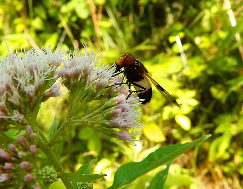 Pellucid Hover Fly - Volucella pellucens Seen in De Liereman (august, 2015).  Belgium,Geotagged,Pellucid Hover Fly,Summer,Volucella pellucens