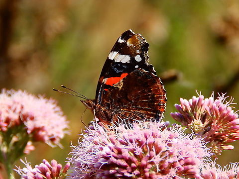 Red Admiral - Vanessa atalanta A classic of this area of Europe in the summer!
Seen in De Liereman (august, 2015).  Belgium,Geotagged,Red Admiral,Summer,Vanessa atalanta
