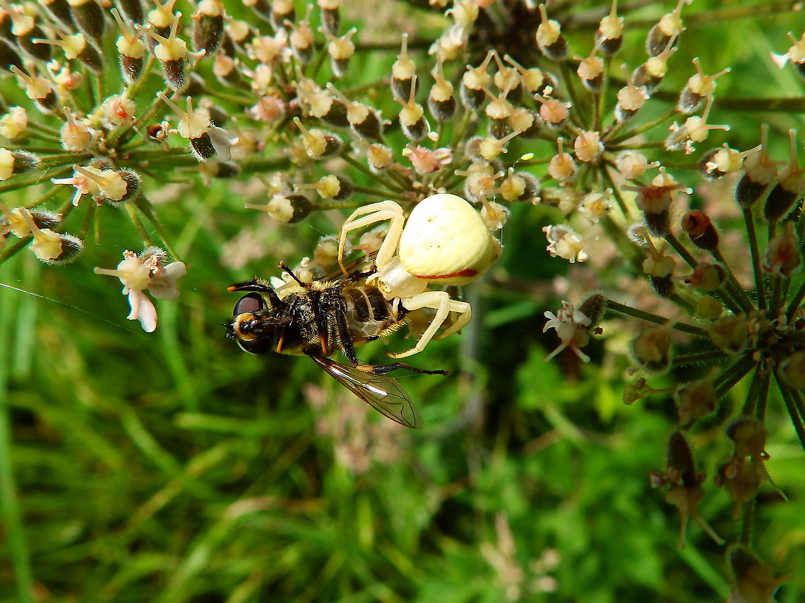 Goldenrod crab spider - Misumena vatia Another crab spider in action for our collection!<br />
Seen in Kasteel van Horst (July, 2019).  Belgium,Geotagged,Goldenrod crab spider,Misumena vatia,Summer
