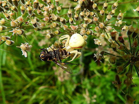 Goldenrod crab spider - Misumena vatia Another crab spider in action for our collection!
Seen in Kasteel van Horst (July, 2019).  Belgium,Geotagged,Goldenrod crab spider,Misumena vatia,Summer