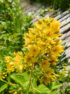 Yellow Loosestrife - Lysimachia vulgaris Seen in De Liereman (august, 2015). Belgium,Geotagged,Lysimachia vulgaris,Summer,Yellow Loosestrife