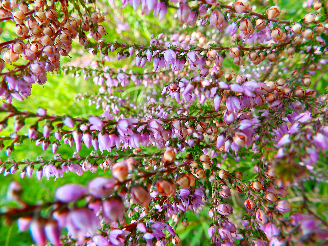Heather - Calluna vulgaris Seen in De Liereman (august, 2015). Belgium,Calluna,Calluna vulgaris,Geotagged,Summer