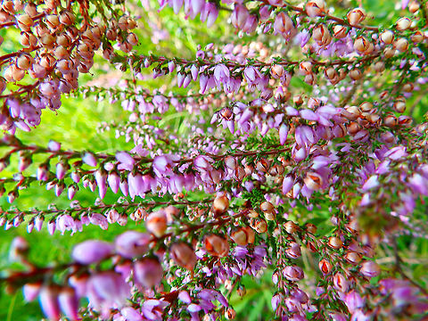 Heather - Calluna vulgaris Seen in De Liereman (august, 2015). Belgium,Calluna,Calluna vulgaris,Geotagged,Summer