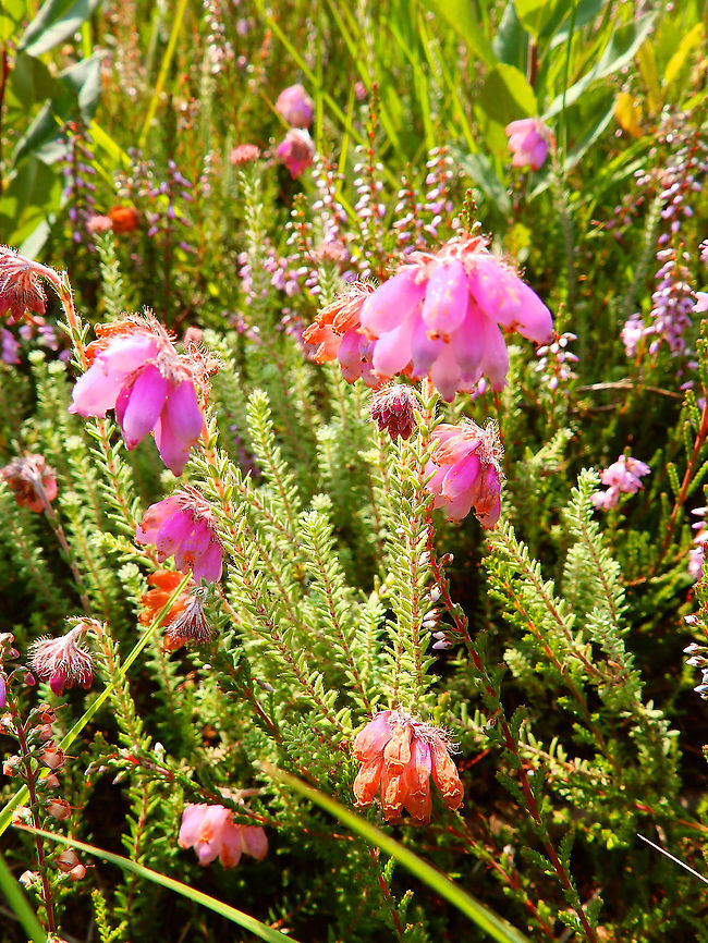 Cross-leaved Heath - Erica tetralix Seen in De Liereman (August, 2015).    Belgium,Cross-leaved Heath,Erica tetralix,Geotagged,Summer