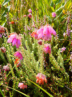 Cross-leaved Heath - Erica tetralix Seen in De Liereman (August, 2015).    Belgium,Cross-leaved Heath,Erica tetralix,Geotagged,Summer