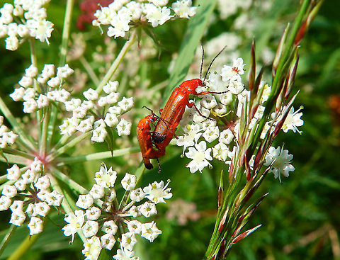 Common red soldier beetle- Rhagonycha fulva Seen in De Liereman (august, 2015). Belgium,Common red soldier beetle,Geotagged,Rhagonycha fulva,Summer