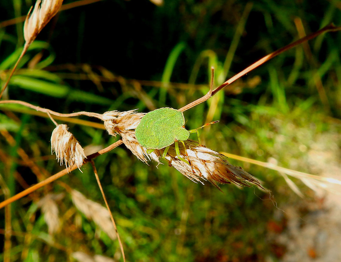 Green shield bug - Palomena prasina Seen in De Liereman (august, 2015).  Belgium,Geotagged,Green shield bug,Palomena prasina,Summer