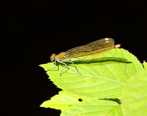 Banded damoiselle - Calopteryx splenden, female Seen in De Liereman (august, 2015). Banded damoiselle,Belgium,Calopteryx splendens,Geotagged,Summer