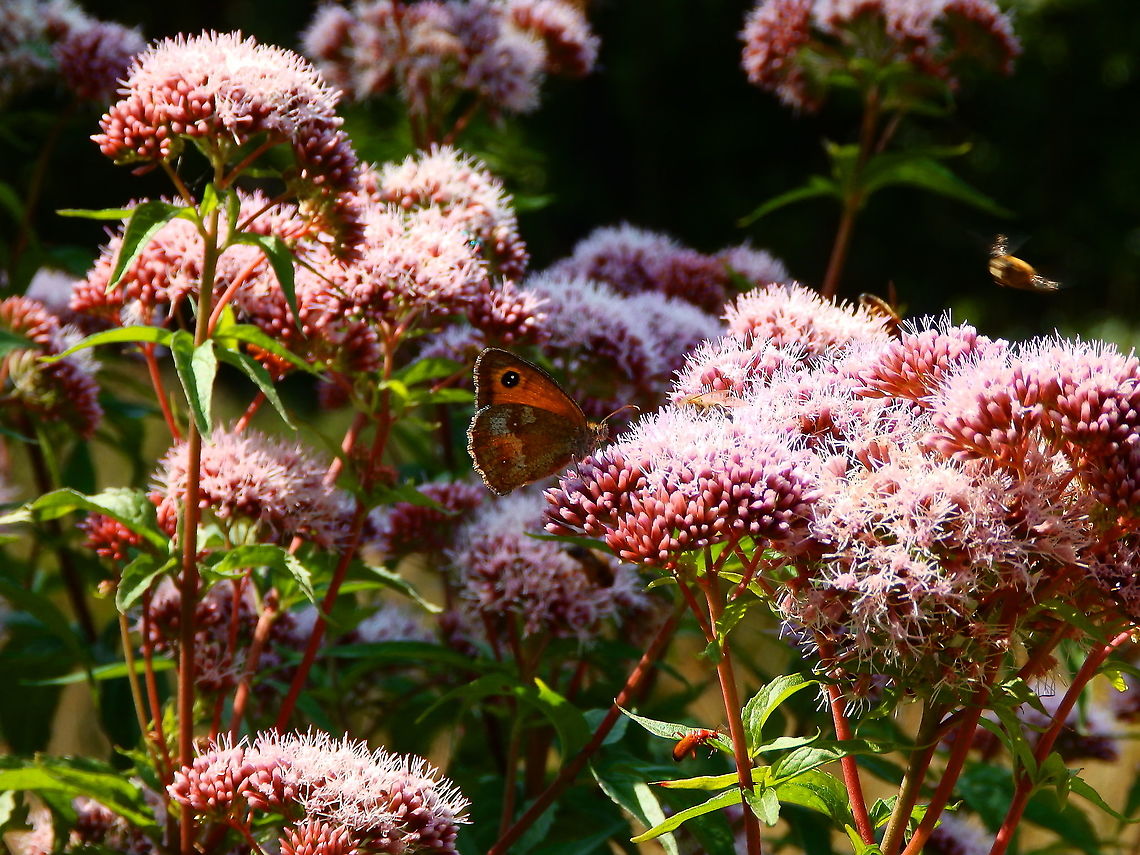 Gatekeeper - Pyronia tithonus Seen in De Liereman (august, 2015).  Belgium,Gatekeeper,Geotagged,Pyronia tithonus,Summer