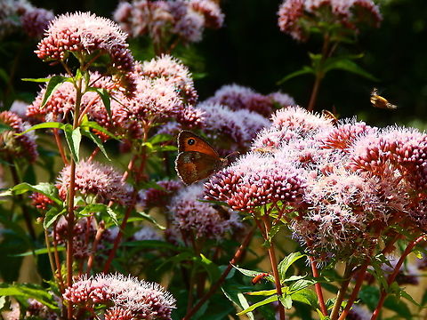 Gatekeeper - Pyronia tithonus Seen in De Liereman (august, 2015).  Belgium,Gatekeeper,Geotagged,Pyronia tithonus,Summer