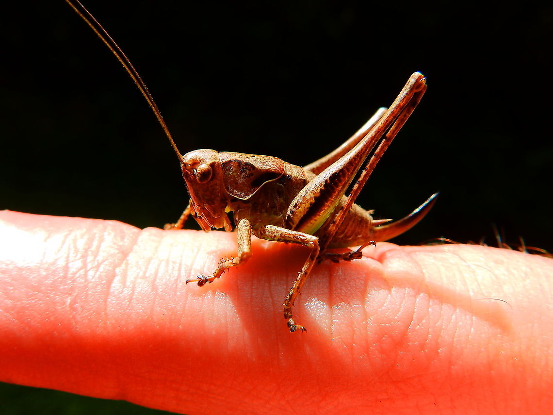 Wart-biter -Decticus verrucivorus (young male) Seen in De Liereman (august, 2015). <br />
<a href="http://www.freenatureimages.eu/animals/Orthoptera" rel="nofollow">http://www.freenatureimages.eu/animals/Orthoptera</a>, Sprinkhanen-Krekels, Grasshoppers-Crickets/Decticus verrucivorus, Wart-biter/index.html<br />
<a href="http://www.pyrgus.de/Decticus_verrucivorus_en.html" rel="nofollow">http://www.pyrgus.de/Decticus_verrucivorus_en.html</a> Belgium,Decticus verrucivorus,Geotagged,Summer,Wart-biter