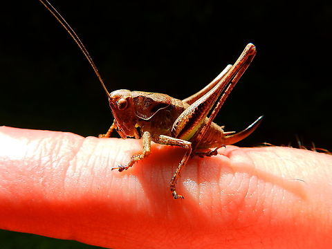 Wart-biter -Decticus verrucivorus (young male) Seen in De Liereman (august, 2015). 
http://www.freenatureimages.eu/animals/Orthoptera, Sprinkhanen-Krekels, Grasshoppers-Crickets/Decticus verrucivorus, Wart-biter/index.html
http://www.pyrgus.de/Decticus_verrucivorus_en.html Belgium,Decticus verrucivorus,Geotagged,Summer,Wart-biter