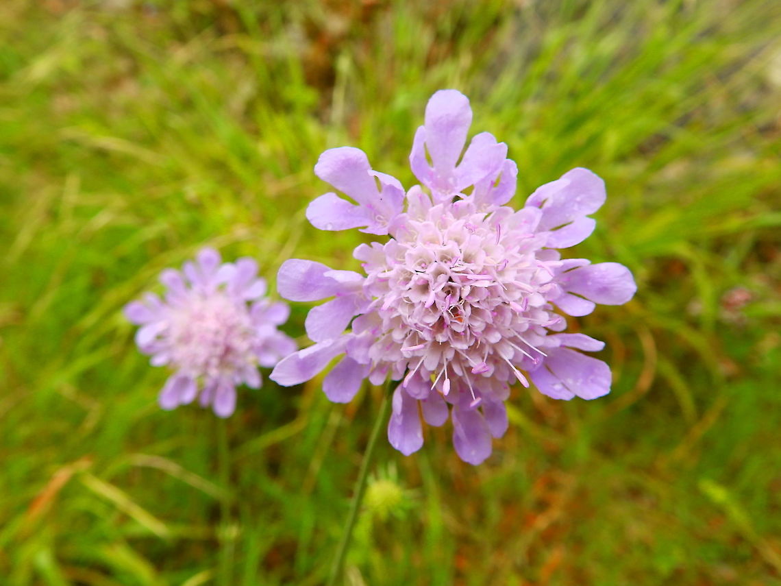 Field Scabious - Knautia arvensis Han sur Lesse, August 2015. Belgium,Field Scabious,Geotagged,Knautia arvensis,Summer