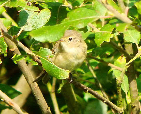 Common chiffchaff - Phylloscopus collybita (another tentative) Seen in De Liereman (august, 2015).  Belgium,Common chiffchaff,Geotagged,Phylloscopus collybita,Summer
