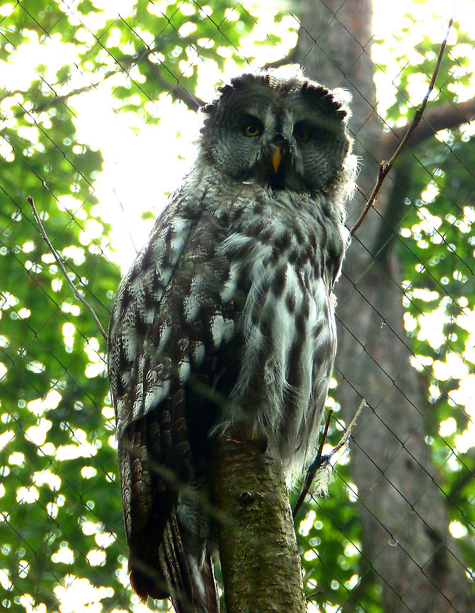 Great grey owl- Strix nebulosa Biological reserve, Han sur Lesse, August 2015.  Belgium,Geotagged,Great grey owl,Strix nebulosa,Summer