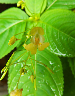Small Balsam - Impatiens parviflora Han sur Lesse, August 2015.  Belgium,Geotagged,Impatiens parviflora,Small Balsam,Summer