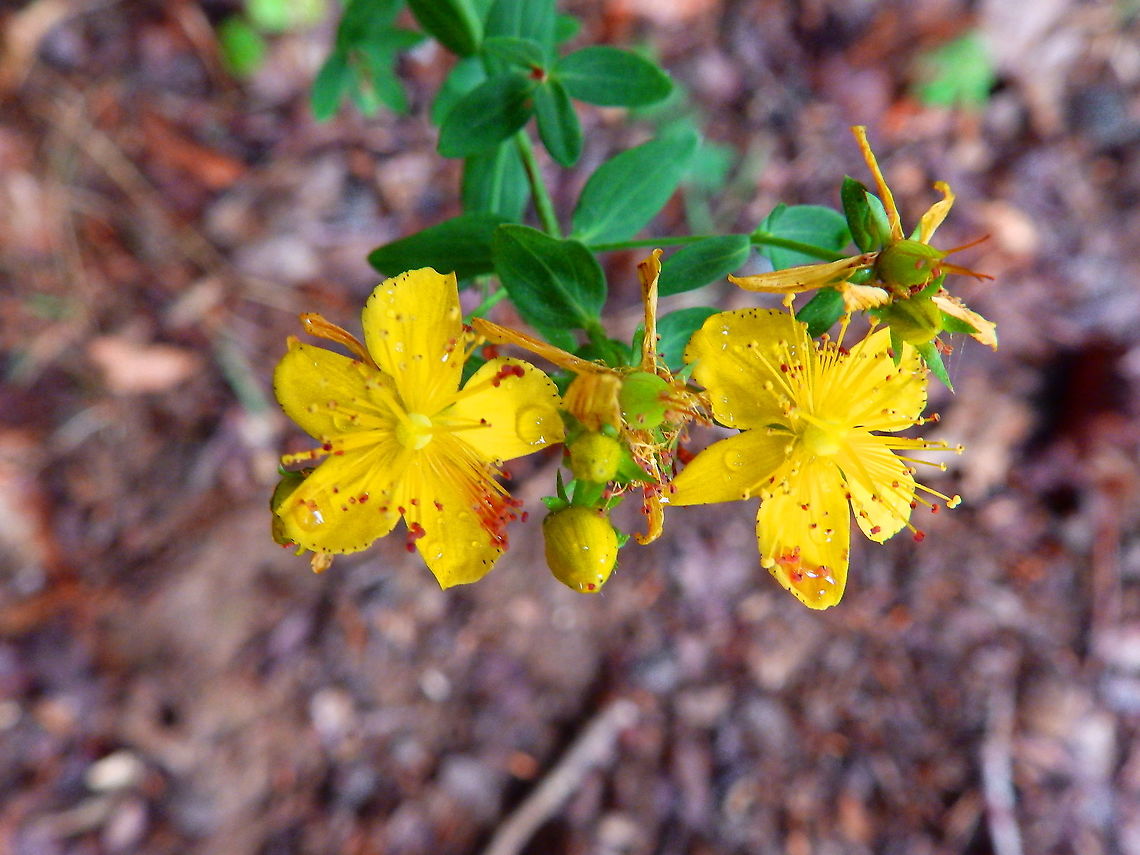 Imperforate St John's-Wort - Hypericum maculatum Han sur Lesse, August 2015.  Belgium,Geotagged,Hypericum maculatum,Imperforate St John's-Wort,Summer