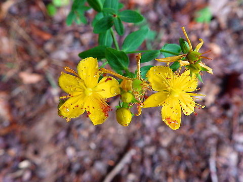 Imperforate St John's-Wort - Hypericum maculatum Han sur Lesse, August 2015.  Belgium,Geotagged,Hypericum maculatum,Imperforate St John's-Wort,Summer