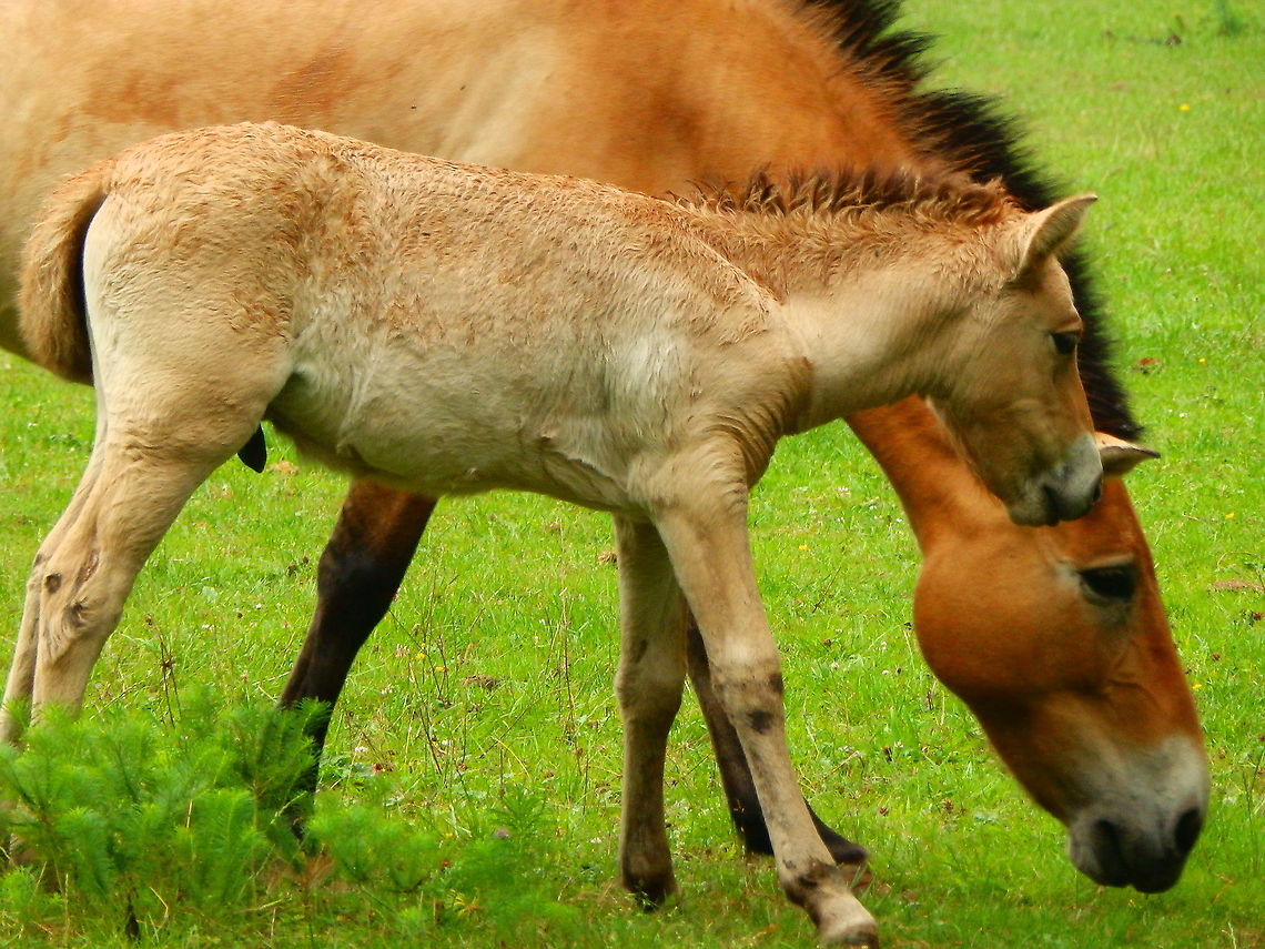 Przewalskis horse - Equus ferus przewalski Han sur Lesse (August, 2015). Belgium,Equus ferus przewalskii,Geotagged,Przewalskis horse,Summer