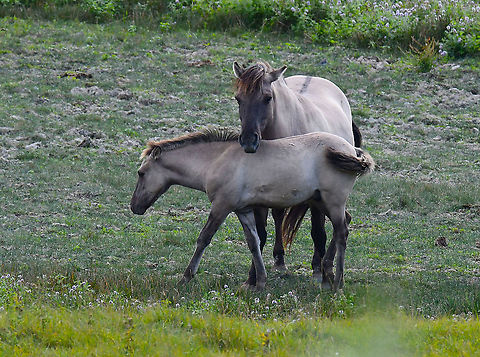 Konik Horse - Equus caballus var. konik Seen in Het Zwin in Aug 2020.
https://en.wikipedia.org/wiki/Konik Belgium,Domestic horse,Equus ferus caballus,Geotagged,Summer