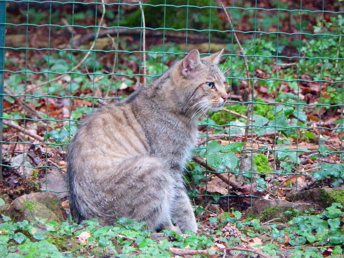 Wildcat - Felis sylvestris Han sur Lesse (August, 2015). Belgium,Felis silvestris,Geotagged,Summer,Wildcat