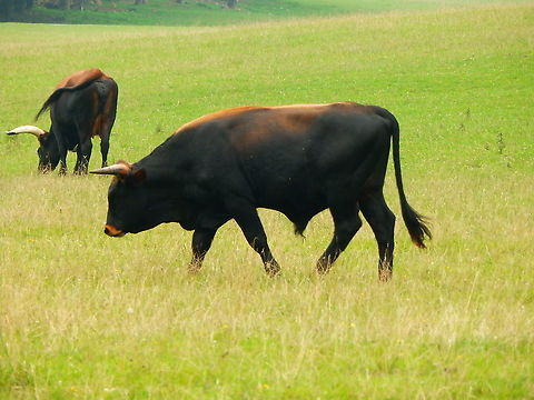 Aurochs - Bos primigenius Han sur Lesse (August, 2015). 
https://en.wikipedia.org/wiki/Aurochs Belgium,Bos primigenius taurus,Cattle,Geotagged,Summer