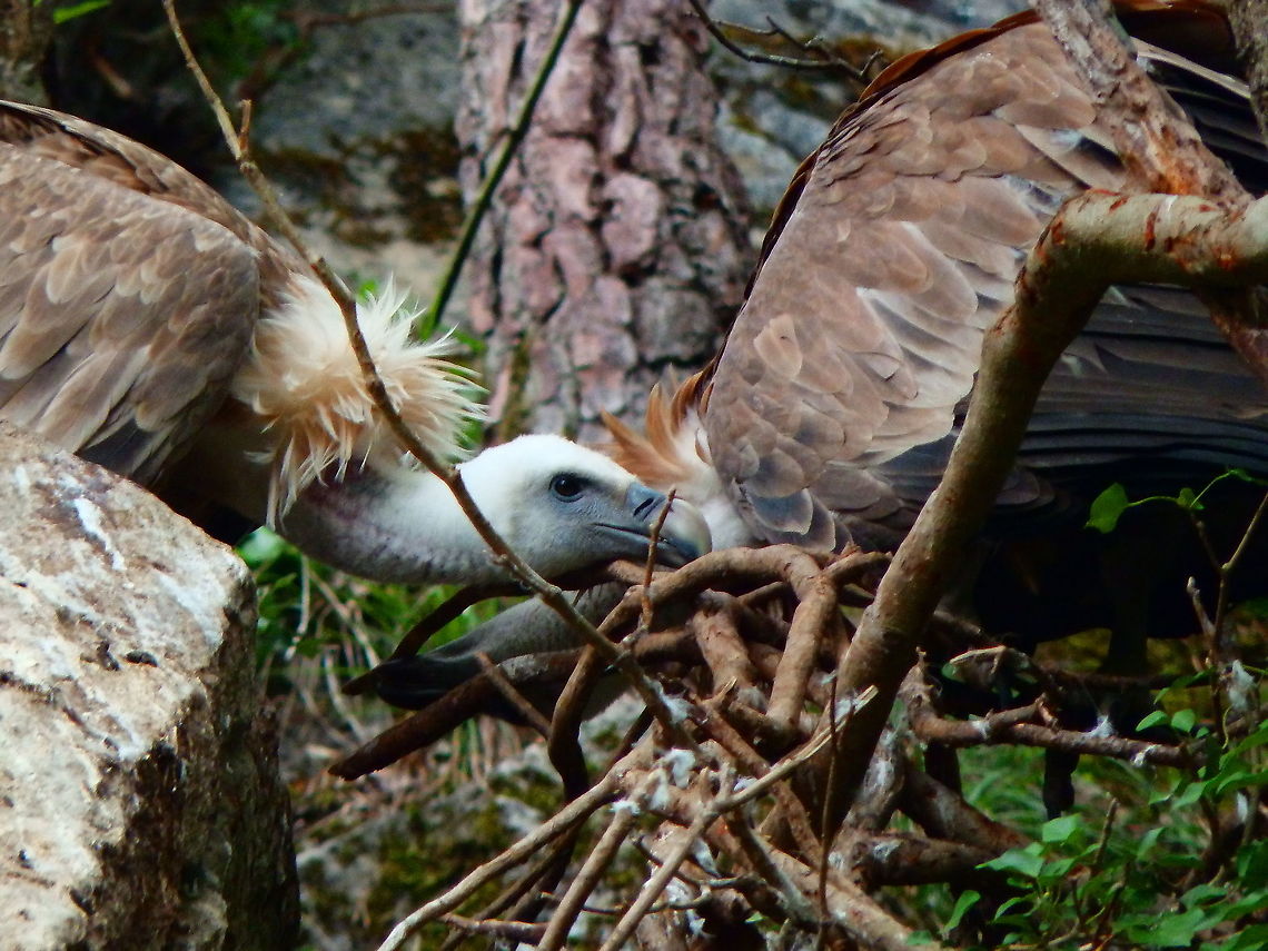 Griffon vulture - Gyps fulvus Han sur Lesse (August, 2015).  Belgium,Geotagged,Griffon vulture,Gyps fulvus,Summer