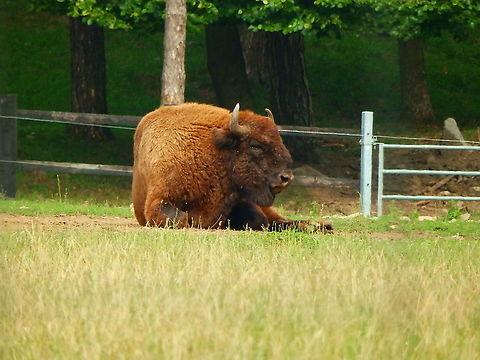 European bison or wisent - Bison bonasus Han sur Lesse (August, 2015).  Belgium,Bison bonasus,European bison or wisent,Geotagged,Summer