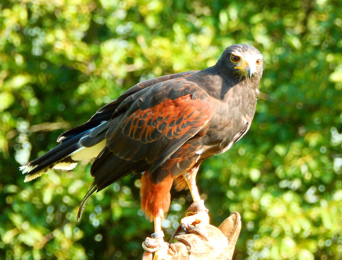 Harris's hawk - Parabuteo unicinctus Ooidonk, Belgium. Part of the "crew" in a raptor flying exhibit.<br />
August, 2015.  Belgium,Geotagged,Harriss hawk,Parabuteo unicinctus,Summer