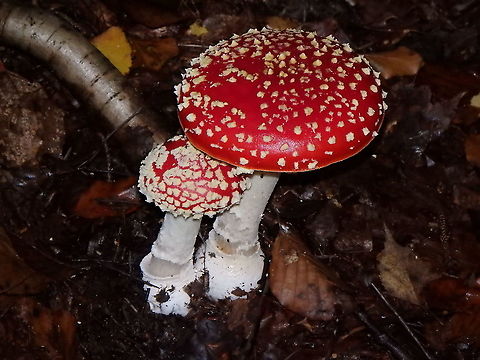 Fly agaric - Amanita muscaria Meerdaelbos, November 2015. Amanita muscaria,Belgium,Fall,Fly agaric,Geotagged