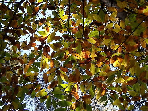 Sweet Chestnut  - Castanea sativa Meerdaelbos, November 2015.  Belgium,Castanea sativa,Fall,Geotagged,Sweet Chestnut