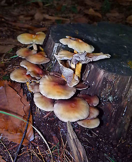 Sulphur tuft - Hypholoma fasciculare Meerdaelbos, November 2015. Belgium,Fall,Geotagged,Hypholoma fasciculare,Sulphur tuft