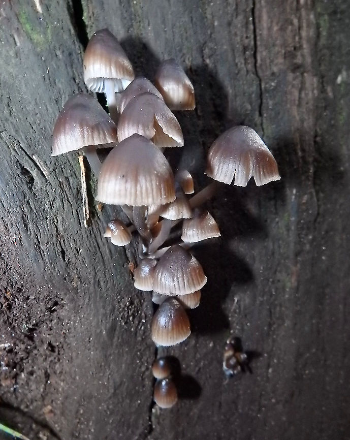 In search of ID: Mycena stipata? 85% Id by ObsIdentify app with Meerdaelbos location. Highest match. But I have no idea if is really correct.<br />
Seen in November, 2015. Belgium,Fall,Geotagged