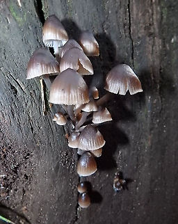 In search of ID: Mycena stipata? 85% Id by ObsIdentify app with Meerdaelbos location. Highest match. But I have no idea if is really correct.
Seen in November, 2015. Belgium,Fall,Geotagged