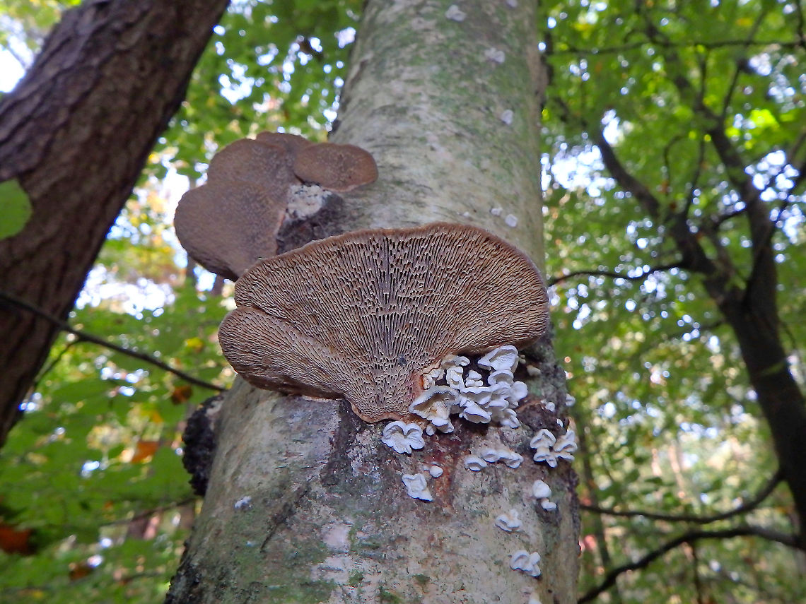 Thin walled maze polypore - Daedaleopsis confragosa Meerdaelbos, November 2015. <br />
The big ones. Belgium,Daedaleopsis confragosa,Fall,Geotagged,Thin walled maze polypore