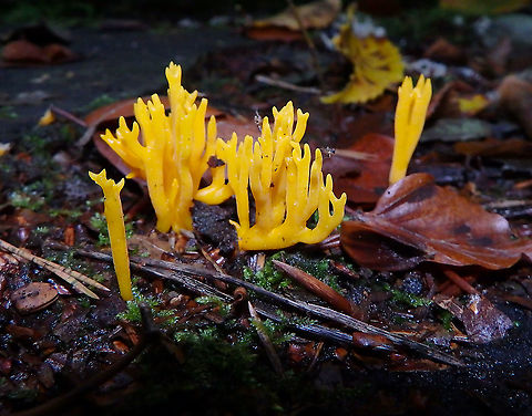 Yellow stagshorn - Calocera viscosa Meerdaelbos, November 2015.  Belgium,Calocera viscosa,Fall,Geotagged,Yellow stagshorn