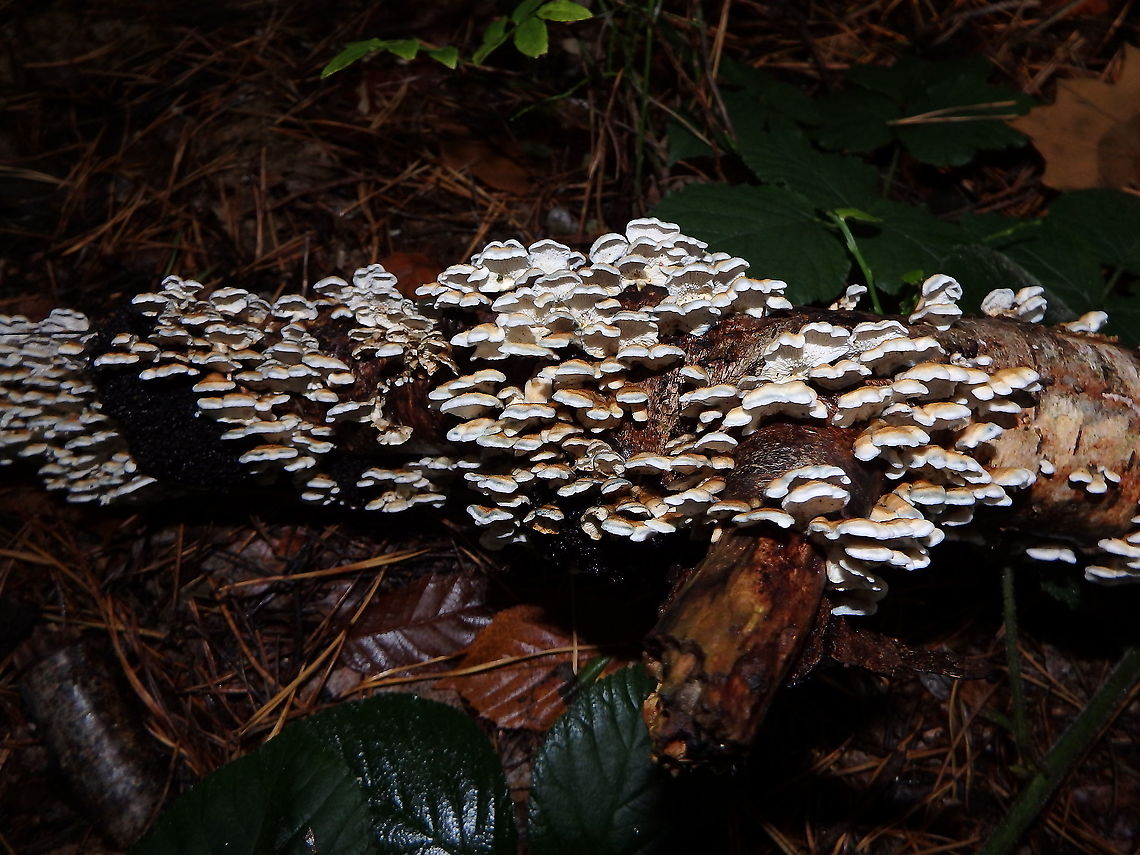 Plicaturopsis crispa Meerdaelbos, November 2015.  Belgium,Fall,Geotagged,Plicaturopsis crispa