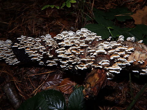 Plicaturopsis crispa Meerdaelbos, November 2015.  Belgium,Fall,Geotagged,Plicaturopsis crispa