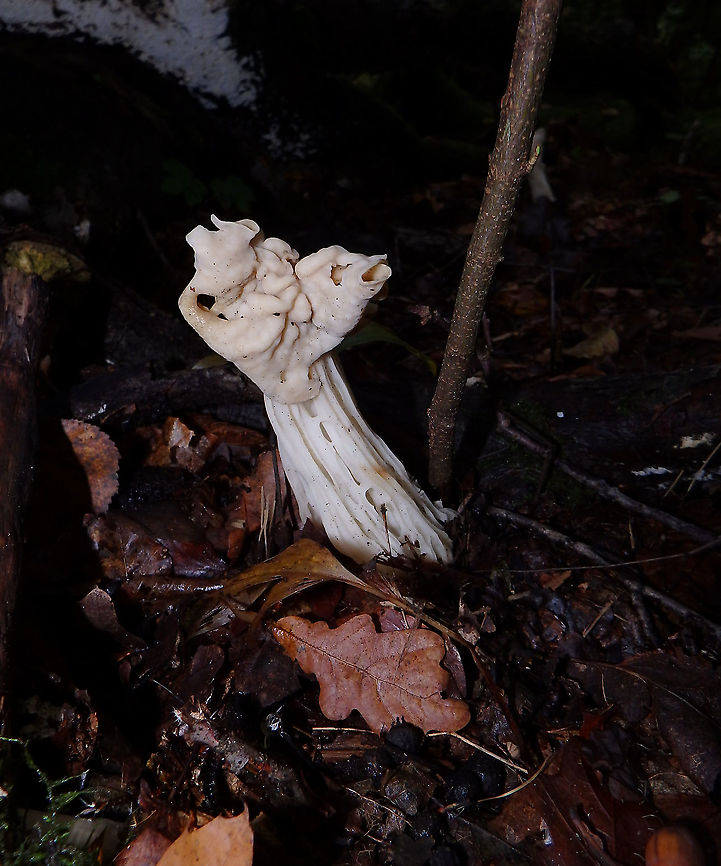 White Saddle - Helvella crispa Meerdaelbos, November 2015.  Belgium,Fall,Geotagged,Helvella crispa,White Saddle