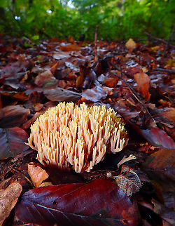 Upright Coral Fungus - Ramaria stricta Meerdaelbos, November 2015.  Belgium,Fall,Geotagged,Ramaria stricta,Upright Coral Fungus