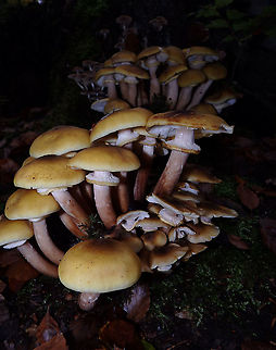 Honey fungus - Armillaria mellea Meerdaelbos, November 2015.  Armillaria mellea,Belgium,Fall,Geotagged,Honey fungus