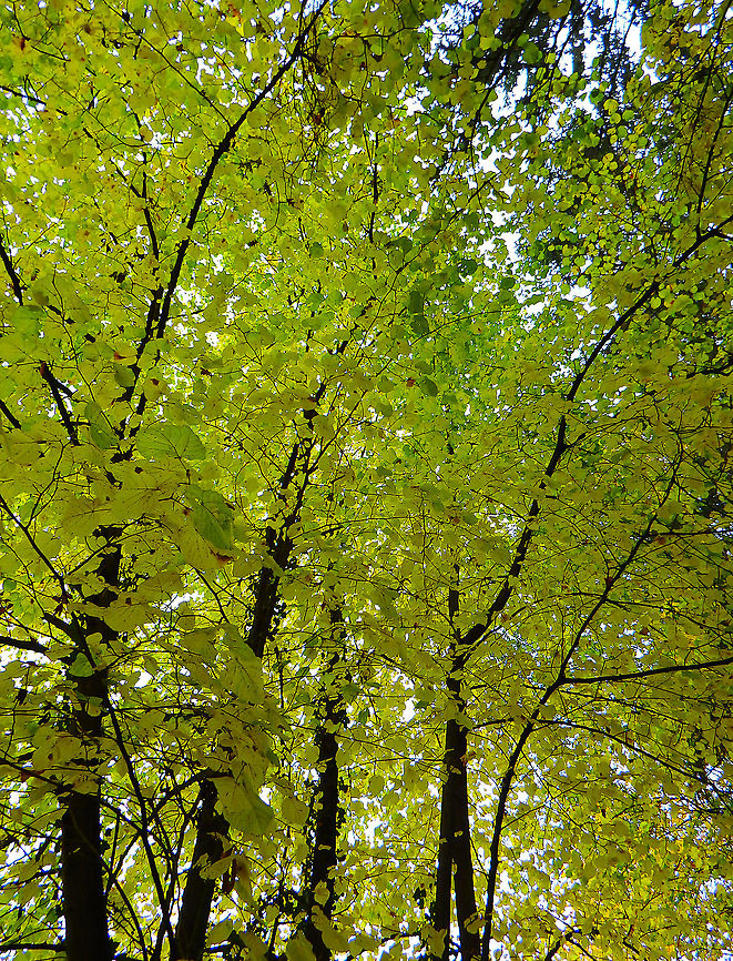 Common linden - Tilia europaea Meerdaelbos, November 2015.  Belgium,Fall,Geotagged,Tilia × europaea