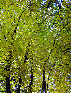 Common linden - Tilia europaea Meerdaelbos, November 2015.  Belgium,Fall,Geotagged,Tilia &times; europaea