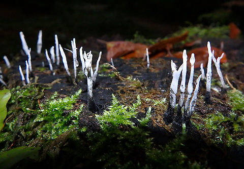 Candlesnuff fungus - Xylaria hypoxylon Meerdaelbos, November 2015.  Belgium,Candlesnuff fungus,Fall,Geotagged,Xylaria hypoxylon