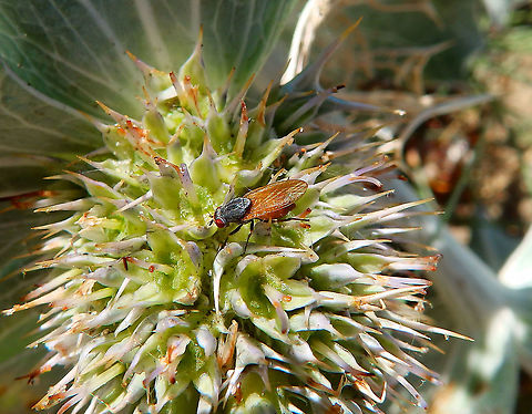 Poecilolycia vittata Ter Yde (July, 2015).  Belgium,Geotagged,Lauxaniid Fly,Poecilolycia vittata,Spring