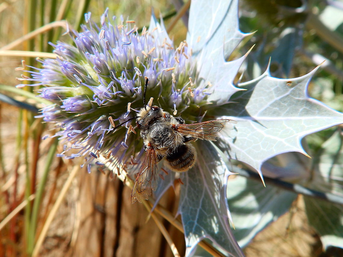 Willughby's leaf-cutter bee  - Megachile willughbiella Ter Yde (July, 2015). <br />
<a href="https://www.natuurpunt.be/pagina/de-grote-bladsnijder" rel="nofollow">https://www.natuurpunt.be/pagina/de-grote-bladsnijder</a><br />
<a href="http://www.atlashymenoptera.net/page.aspx?id=61" rel="nofollow">http://www.atlashymenoptera.net/page.aspx?id=61</a> Belgium,Geotagged,Megachile willughbiella,Spring